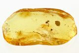 Fossil Fungus Beetle (Latridiidae) and Bark Fragment in Baltic Amber #288599-1